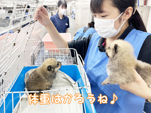 ２年生、子犬のお世話☆